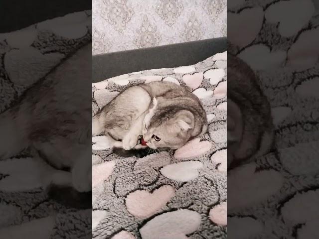 Мия #cat #музыкаонлайн #comedy #cute #memes #pets #котики #котик #kitten #кот