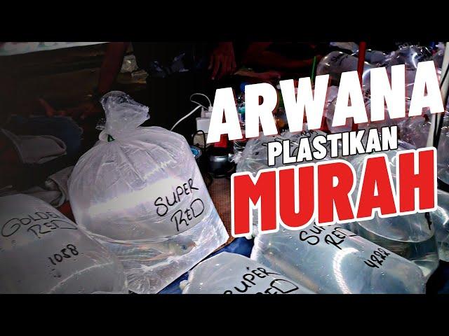 LAPAK ARWANA PLASTIKAN MURAH MERIAH !!! UPDATE HARGA IKAN ARWANA DI JATINEGARA TERBARU