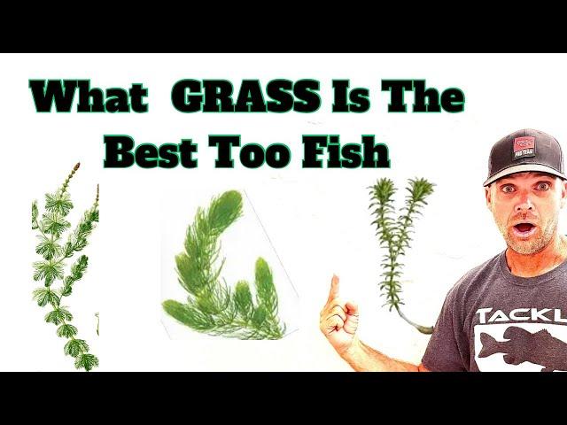 The Only Grass The PRO's Really Look For When Bass Fishing