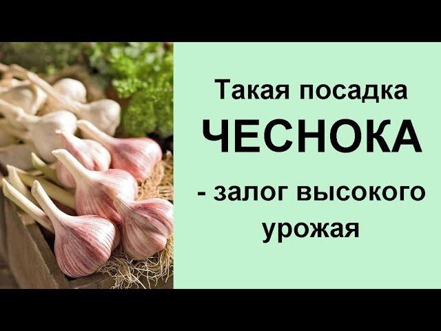 ЧЕСНОК завалит урожаем  сажайте так не меняя МЕСТО!