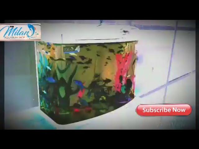 Molded glass aquarium | Low cost imported aquarium | Molded aquarium decoration ideas