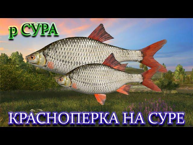 РУССКАЯ РЫБАЛКА 4 (РР4) - КРАСНОПЕРКА НА СУРЕ.