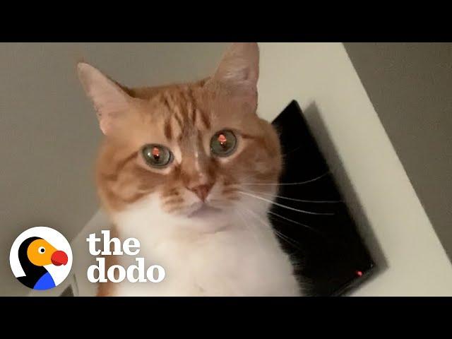 Guy Teaches His Cat To Talk... | The Dodo Cat Crazy