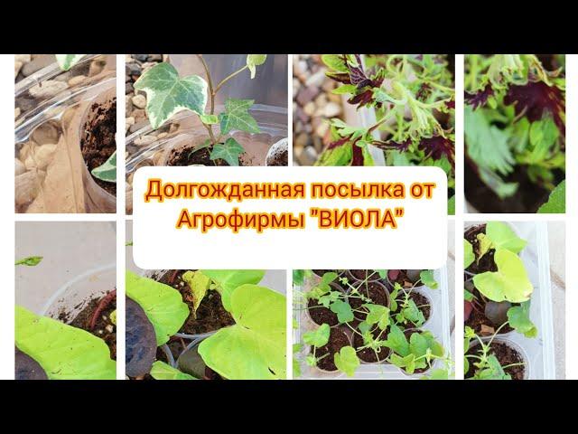 Долгожданная посылка из Агрофирмы "ВИОЛА".