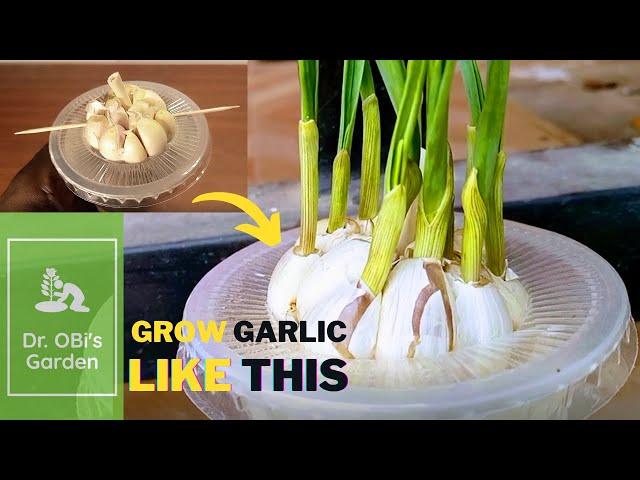 How to grow garlic at home | The disposable cup method | D.O.G.