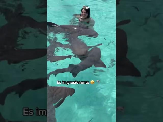 Red bikini girl swim with sharks - bikini girl