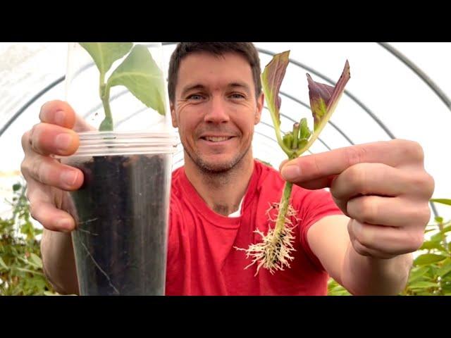 IT WORKED!  Use this 3 cup system for rooting hydrangea cuttings | Plant Propagation Experiment