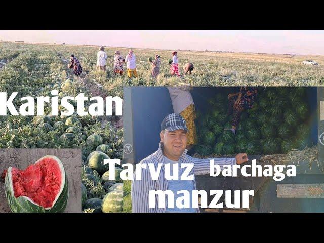 KARISTAN TARVUZ BARCHAGA MANZUR