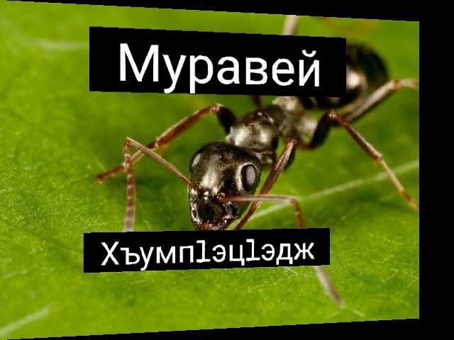 название насекомых на кабардинском языке