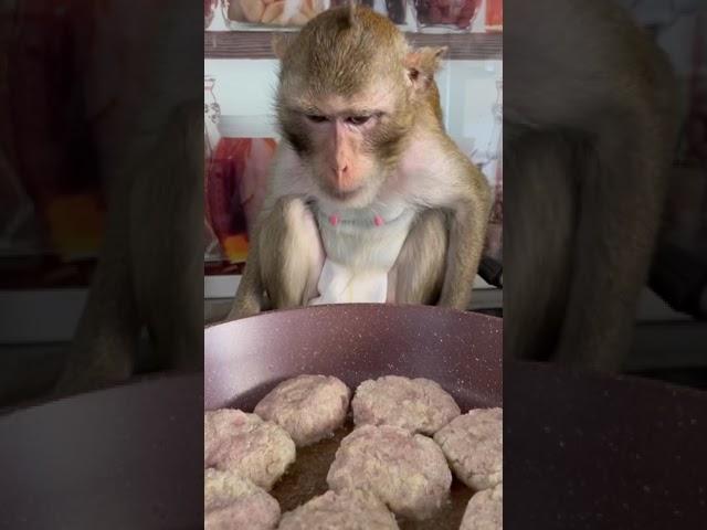 Домашняя обезьянка Чита готовит ужин.