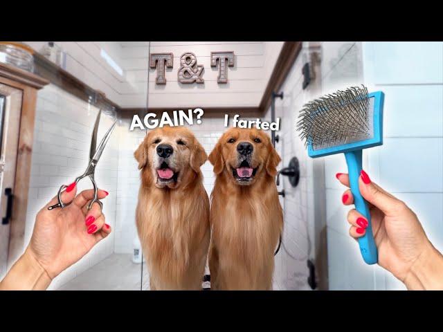 How I Groom Two Golden Retrievers ASMR