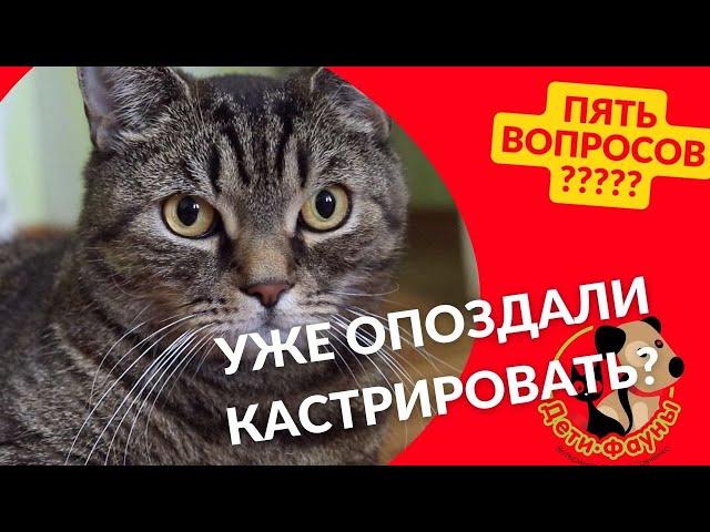 5 вопросов о кастрации кота / когда кастрировать кота/ можно сразу вакцинировать?