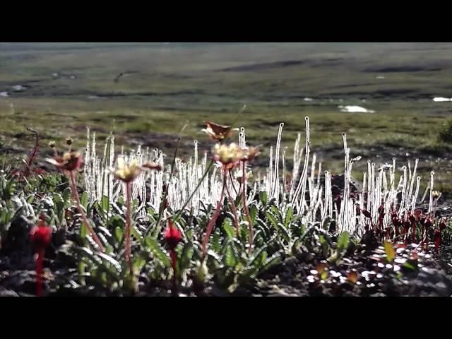 Chukotka. Irreality of existence...