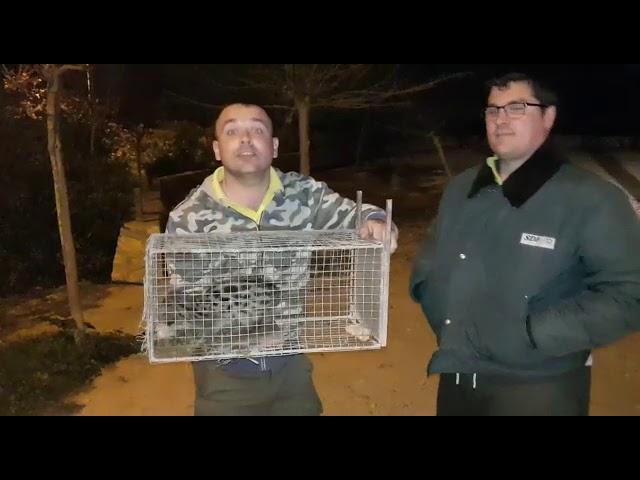 ¿Que hacen dos cazadores con una jineta que ha arrasado un gallinero?