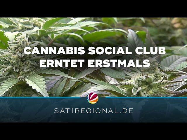 Erste Ernte im Cannabis Social Club Ganderkesee