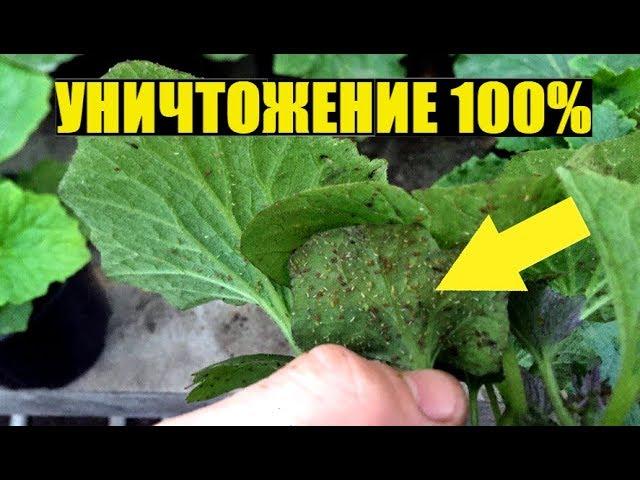 Как избавиться от ТЛИ на цветах?