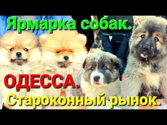 Ярмарка собак. Собачий рынок Одесса. Староконный базар. Одесса сегодня. Щенки. Продажа. #зоотроп