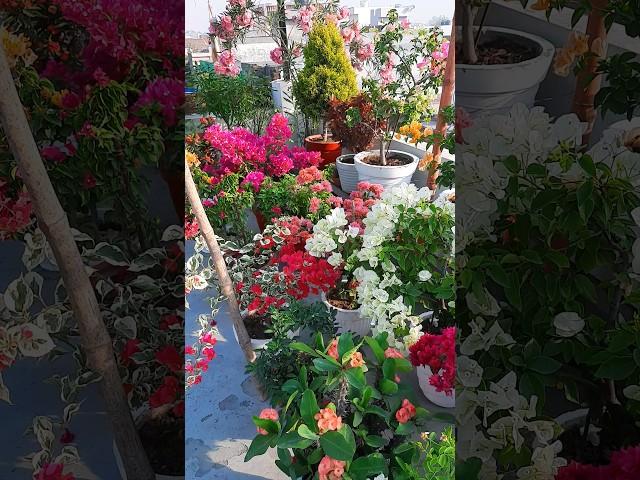 terrace garden overview part 9 | bougainvillea flowers blooming | summer gardening | #gardening