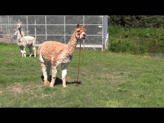 Alpaca Alarm Call