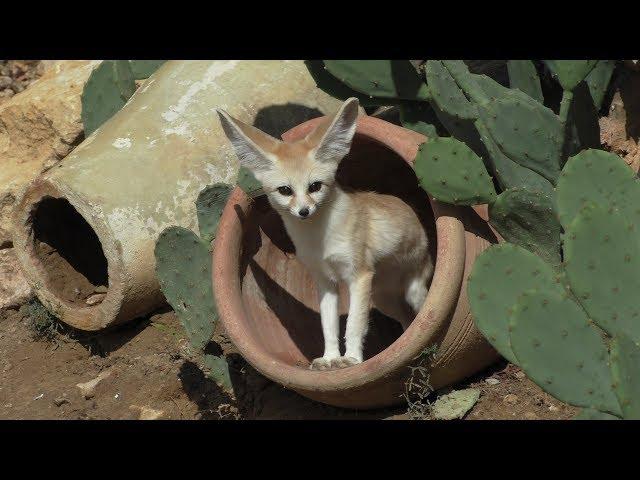 Тунис, Зоопарк Фригия - Tunisia Friguia Park 2017