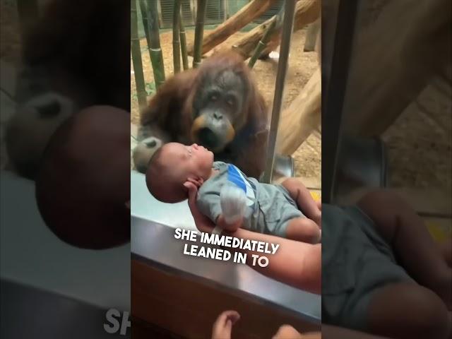 This orangutan wanted to see their baby ️