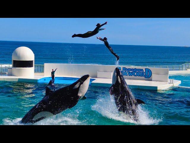 Killer Whale Show  Kamogawa Sea World