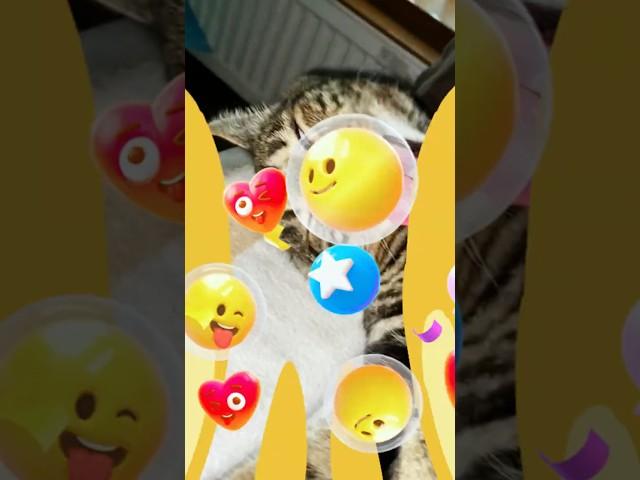 Кот-программист и Кот-лентяй: Убойная комедия! #прикол #cat #юмор