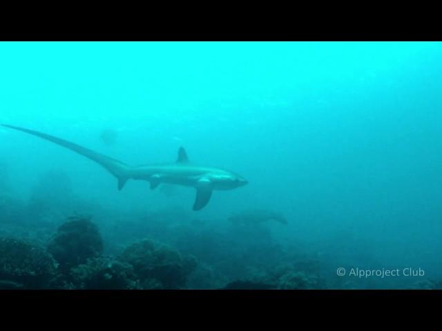 Maratua: Thresher sharks