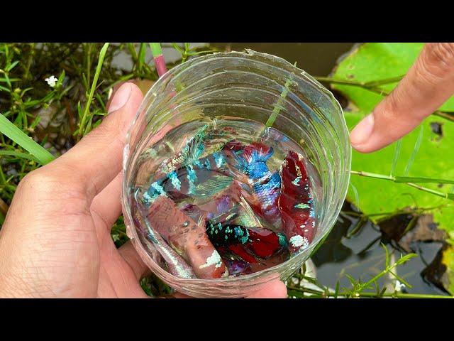 Unbelievable Betta Fishing Skills in Natural Habitat in Raining Season