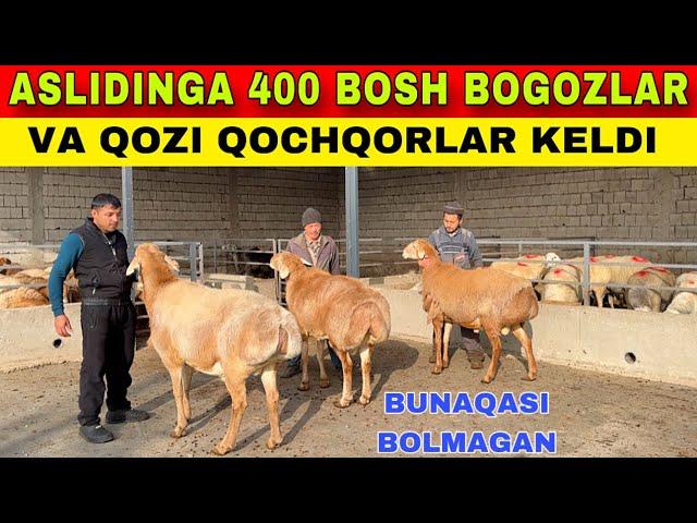 ASLIDINI YANGI QORASIGA 400 BOSH NOYOBLARI KELDI NARXLAR JUDA ARZON