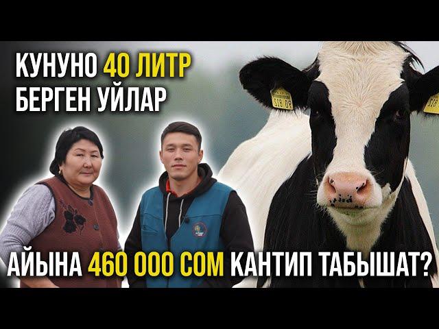 Кантип күнүнө 400 литр сүт алып жатат ? Голштино уйлар жөнүндө кеңири маалымат - АГРОВЕТАЗИЯ