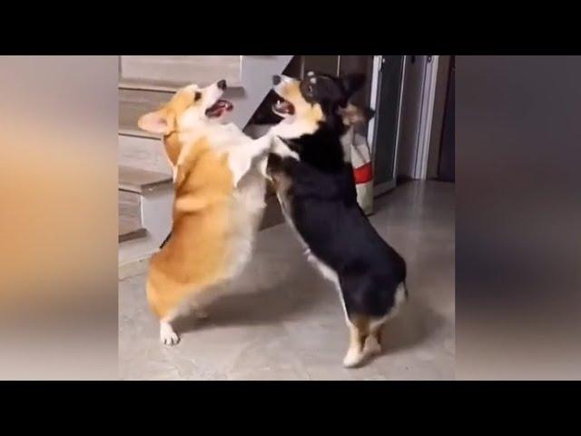 Cute Welsh Corgi Puppies Video Compilation / Funny Corgi puppies Part 1