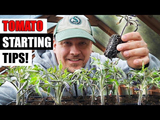 8 Tomato Seed Starting Tips For 2024