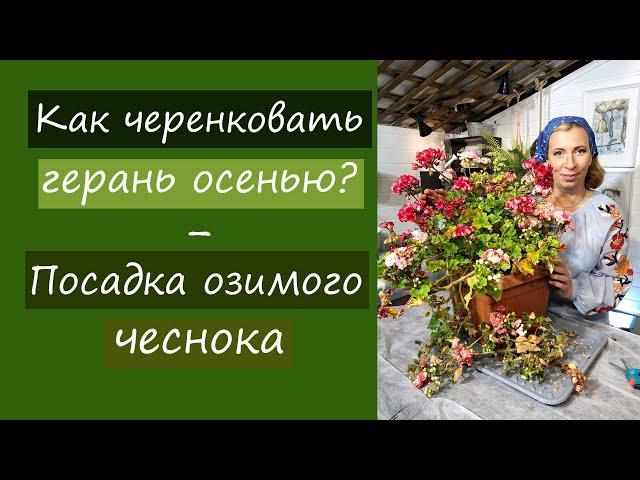 Как черенковать герань осенью? Посадка озимого чеснока