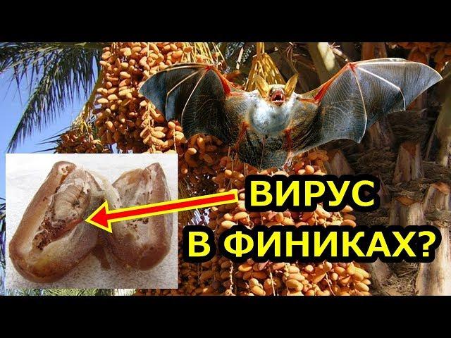 КОРОНАВИРУС в ФИНИКАХ!?