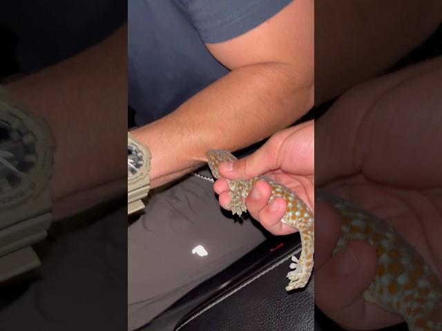 Bite By A Tokay Geko  #tokaygecko #florida #everglades #lizard #wildlife
