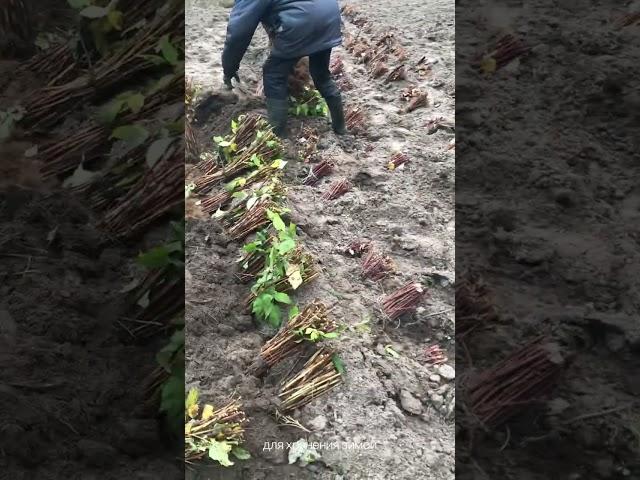 Как прикопать саженцы малины на зиму