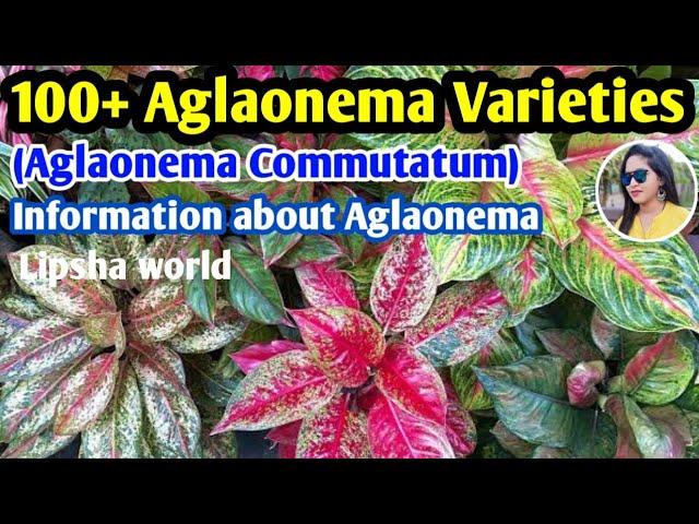 100+ Chinese evergreen varieties/Aglaonema plants with names/aglaonema identification/Lipsha world