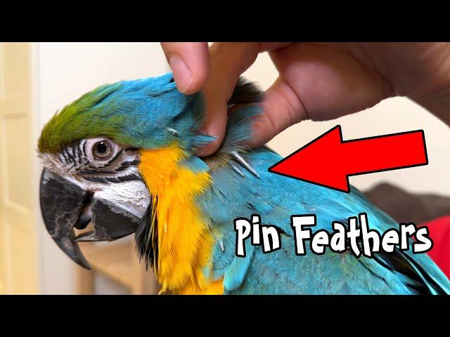 Blue and Gold Macaw Loves it When I Do This!