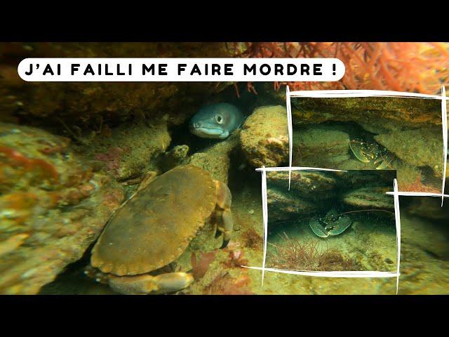 Ce spot est rempli de homards ! Chasse sous marine Bretagne sud