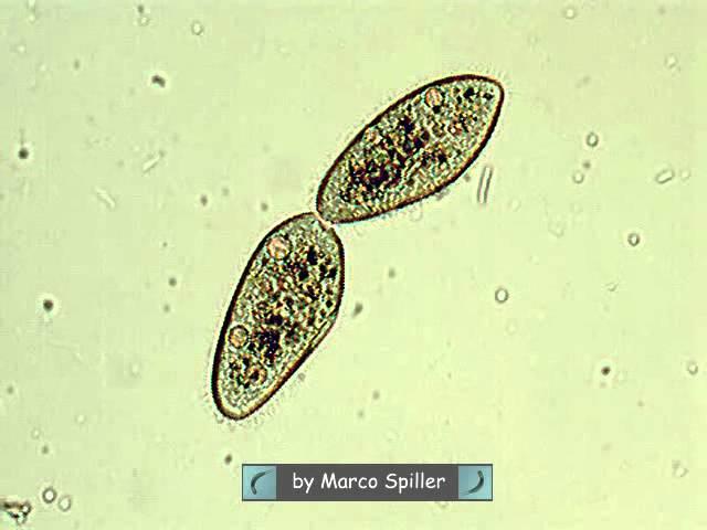 Paramecium - binary fission