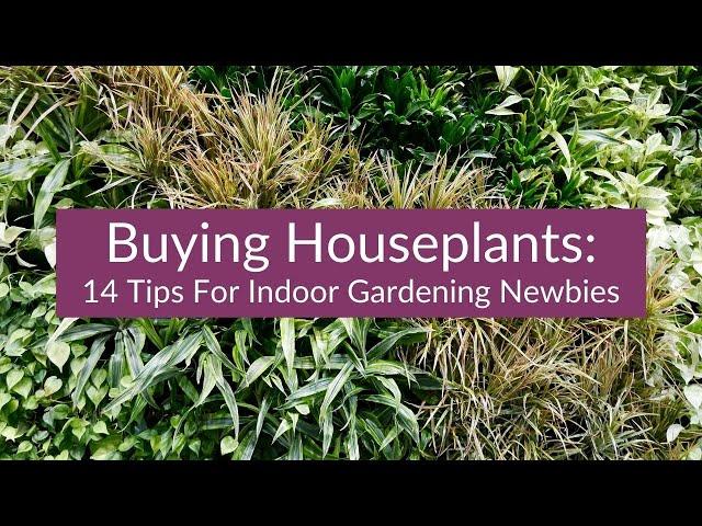 BUYING HOUSEPLANTS: 14 TIPS FOR INDOOR GARDENING NEWBIES / JoyUsGarden