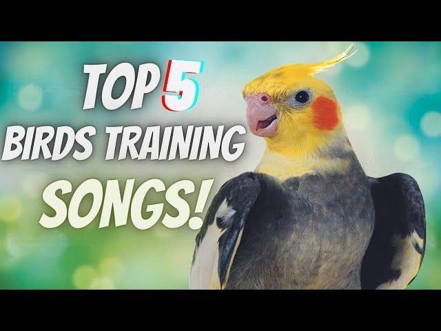 TOP 5 PARROT TRAINING SONGS | Whistle Training Teach Your Cockatiel to Sing