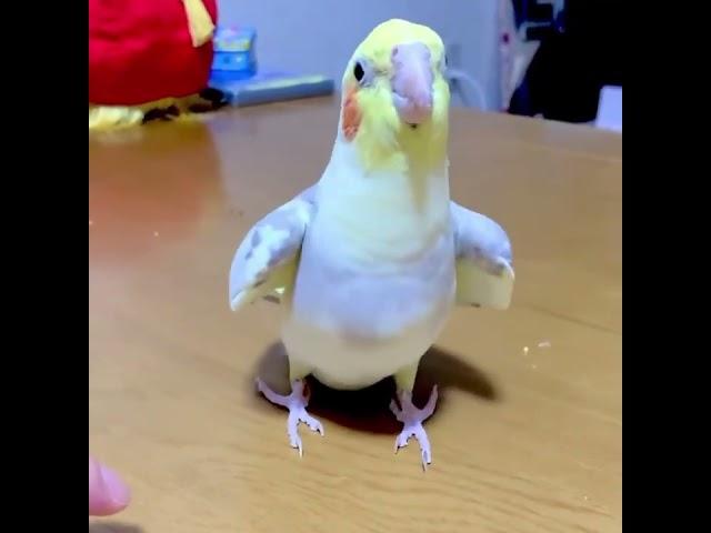 Funny Cockatiel Videos #shorts - Comic Parrot Shorts - Lovely Bird Video