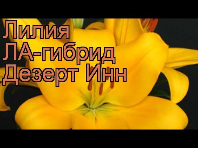 Лилия ла-гибрид Дезерт Инн (lilium la-hybrid)  обзор: как сажать, луковицы лилии Дезерт Инн