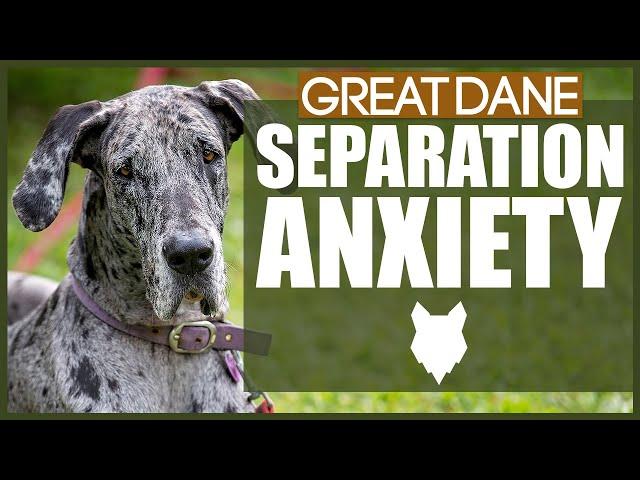 GREAT DANE Separation Anxiety