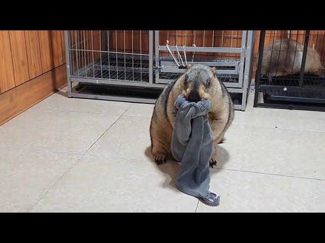 Is the marmot trying to eat a towel?