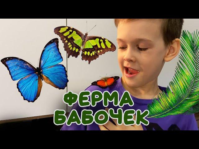 Ферма Бабочек. Выращиваем бабочек дома