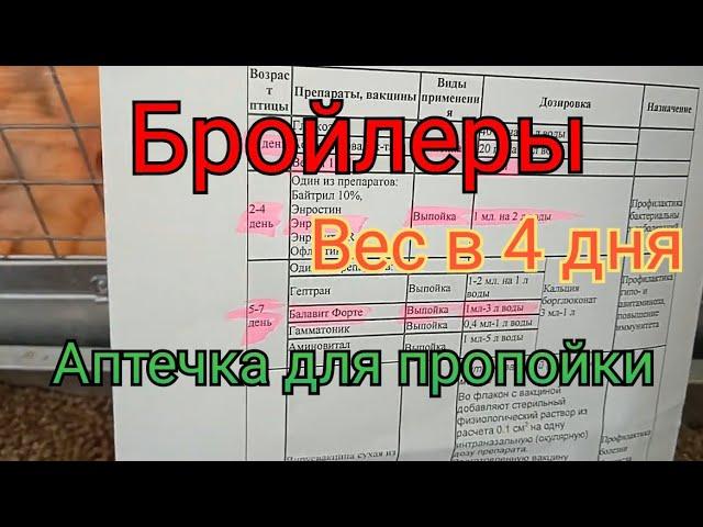 Бройлеры. Вес бройлера в 4 дня.  Пропойка цыплят ( аптечка для бройлера )