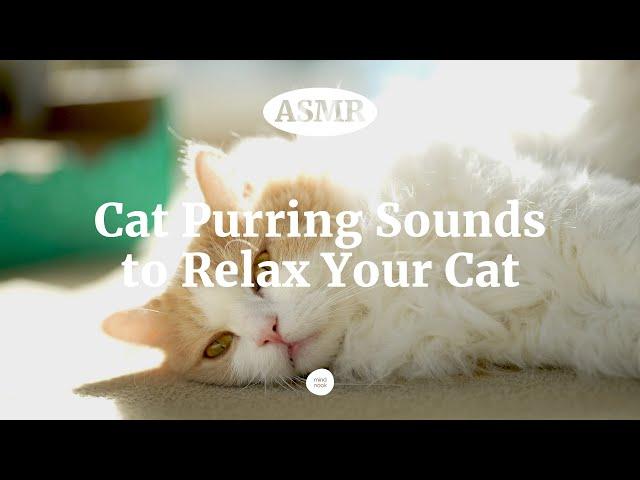 [ASMR] Cats Purring Sounds for Sleep and Stress Relief | Cat Brushing, Cat Grooming Asmr No talking